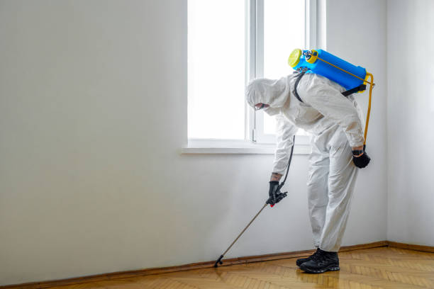 Best Flea Control Services  in Maynardville, TN