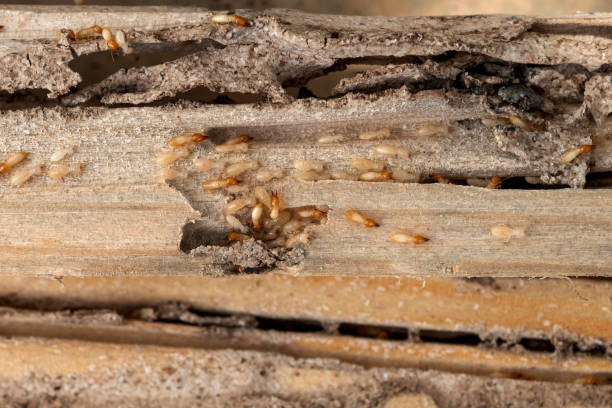 Best Exterminator Services  in Maynardville, TN
