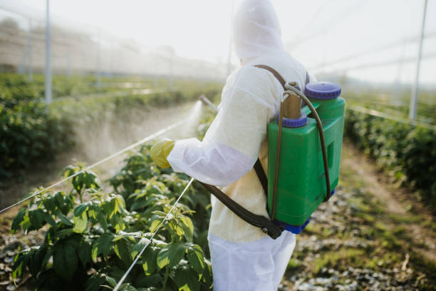 Wasp Removal Services in Maynardville, TN